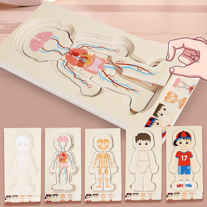 AnatoPuzzle – Puzzle Anatomique en Bois 5 Couches pour Enfants