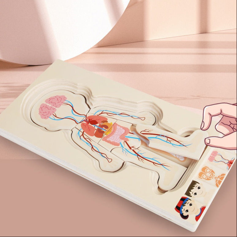 AnatoPuzzle – Puzzle Anatomique en Bois 5 Couches pour Enfants